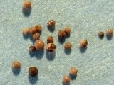 Foraminifera